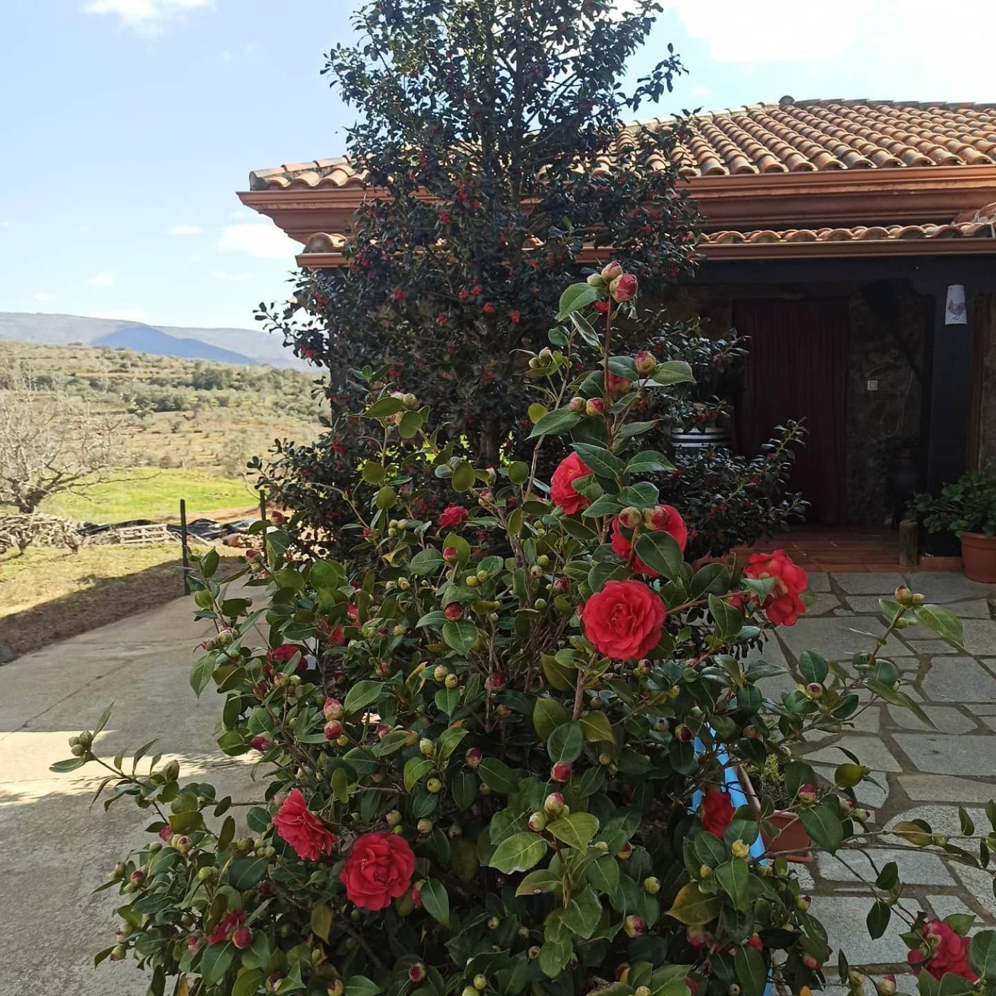 Casa Rural Los Olivos Sotoserrano 외부 사진